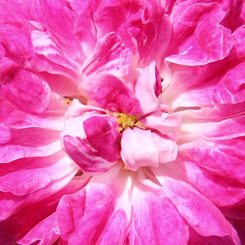 Rosa Alexandre Girault - roze - Stamroos - Eenvoudige bloemenhangende kroonvorm